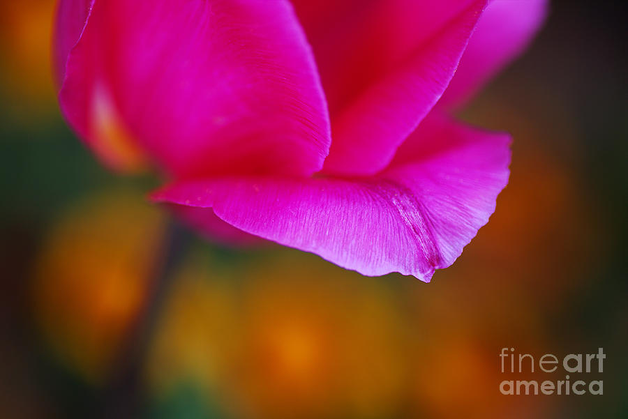 Pink Bold Tulip Photograph by Joy Watson