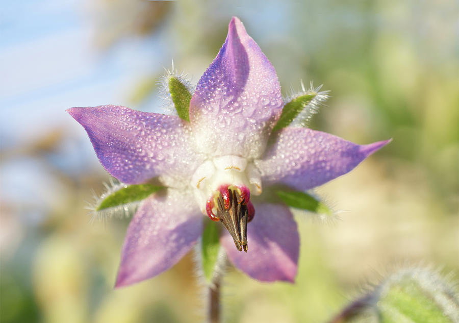 Pink Borage Flower with Morning Dew Photograph by Iris Richardson