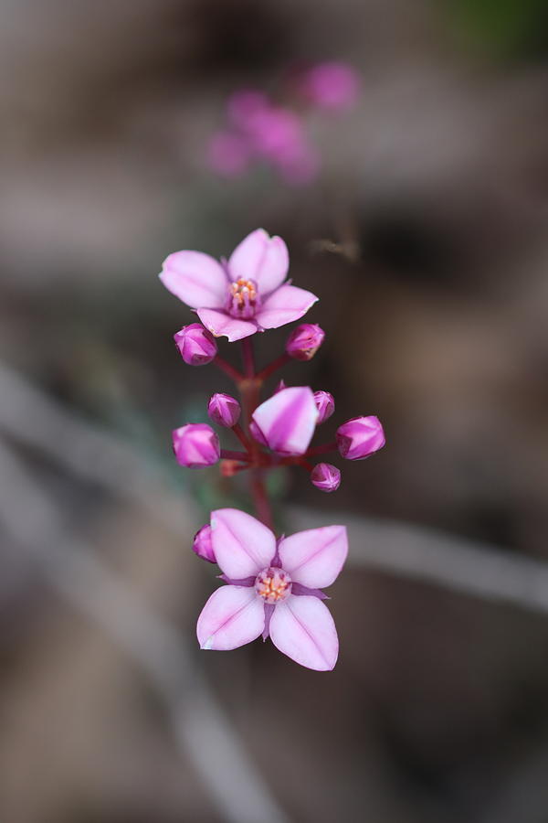 Pink Boronia Photograph by Michaela Perryman