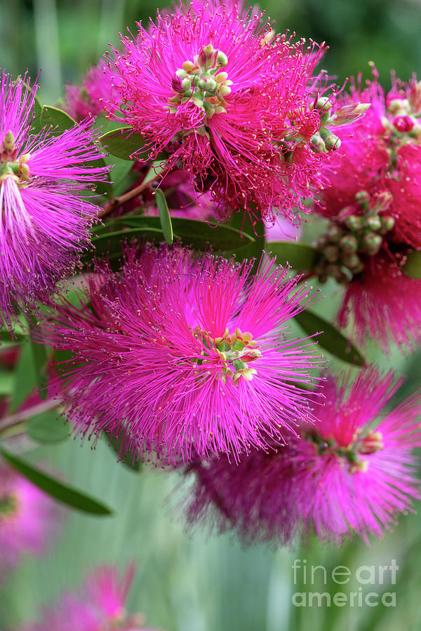 Flower Photograph - Pink Bottlebrush Hot Pink Plant by Tim Gainey
