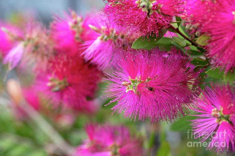 Flower Photograph - Pink Bottlebrush by Tim Gainey
