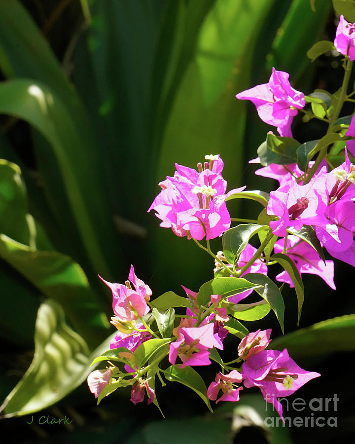 Flowers Still Life Photograph - Pink Bougainvillea and Aloe by John Clark