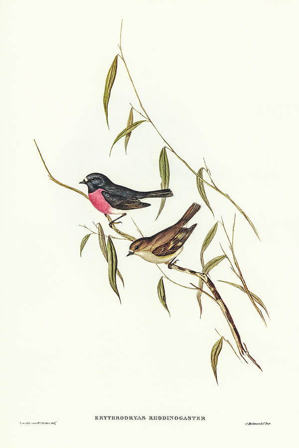 John Gould Drawing - Pink-breasted Wood-robin, Erythrodryas rhodinogaster by John Gould