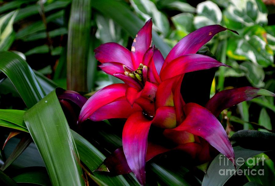 Pink Bromeliad  Photograph by Expressions By Stephanie