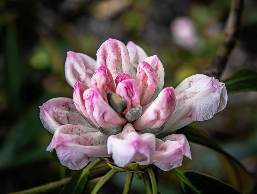 Spring Photograph - Pink Buds by Martin Newman