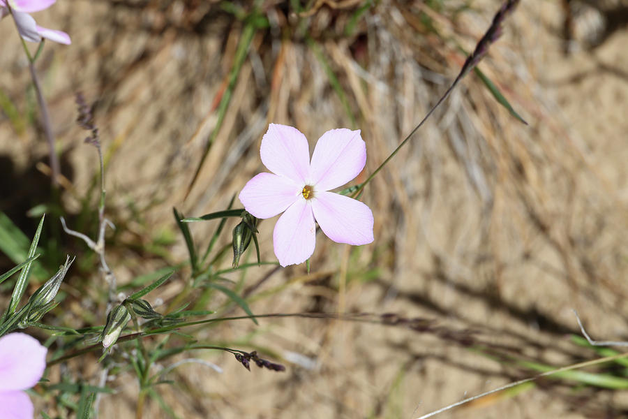 Pink Button In The Spring Photograph