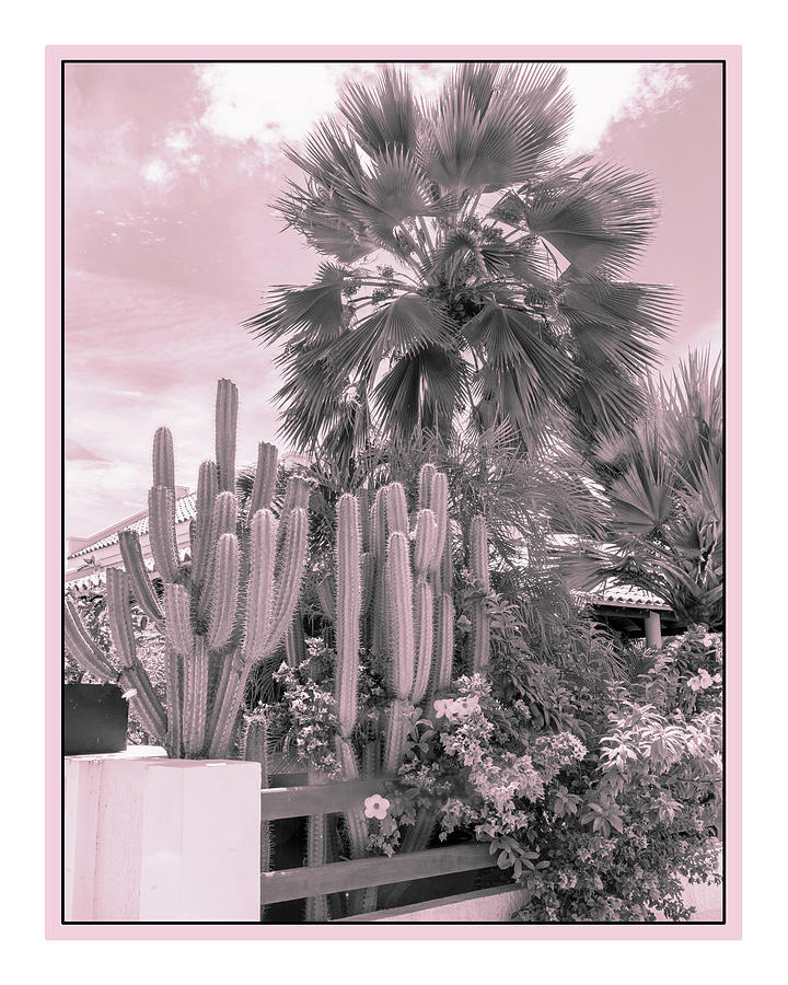 Pink Cactus 2 Photograph by Tammy Wetzel