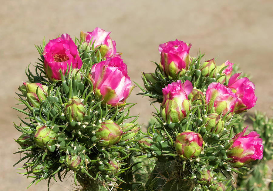 Pink Cactus Blooms Photograph by Shirley Dutchkowski