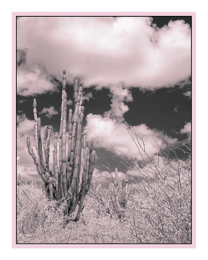 Pink Cactus Dreams Photograph by Tammy Wetzel