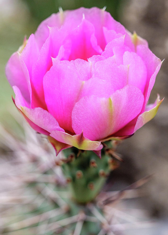 Pink cactus flower. Photograph by Rob Huntley