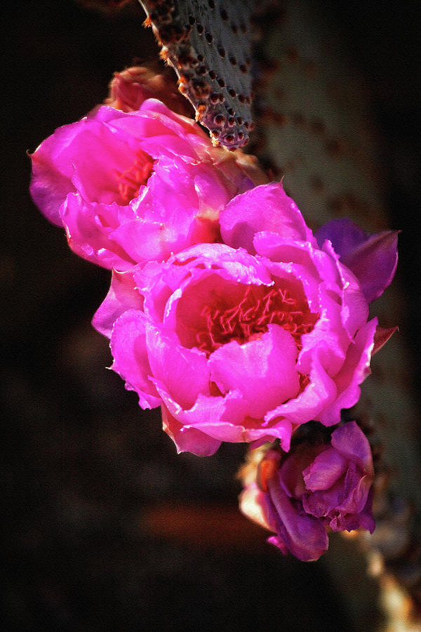 Pink Cactus Flowers 2 Photograph by Tatiana Travelways