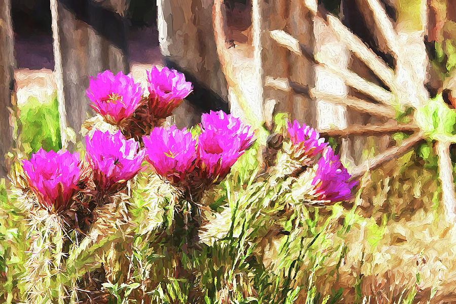 Pink Cactus flowers in Nevada Mixed Media by Tatiana Travelways