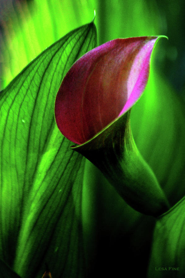 Pink Calla Lily Emerging Glory Photograph by Lesa Fine