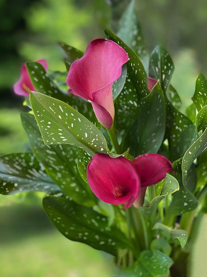 Still Life Photograph - Pink Calla Lilies by Jerry Abbott