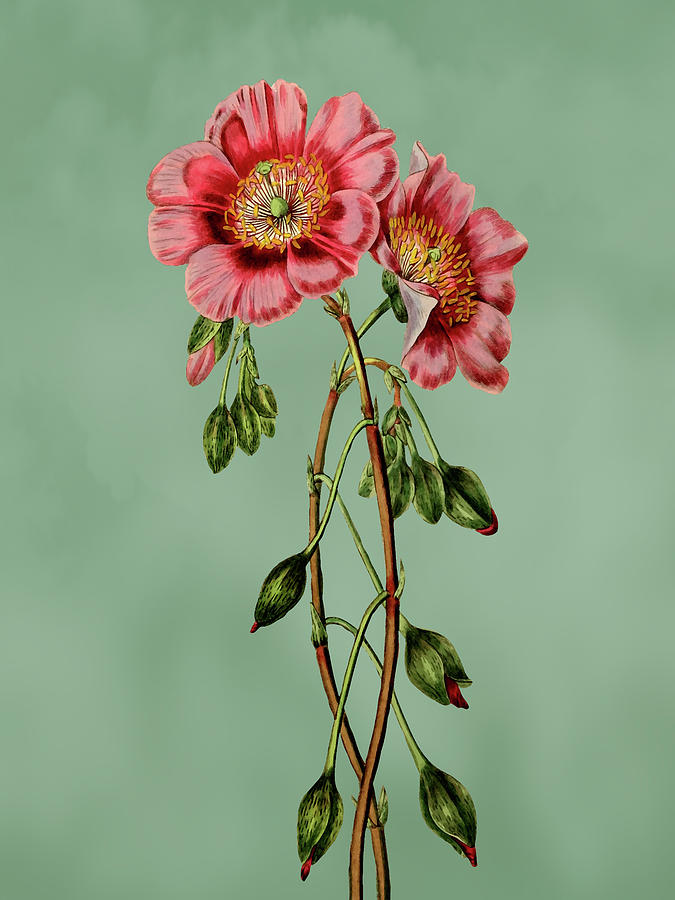 Pink Calandrinia Flower on Misty Green With Dry Brush Effect Mixed Media by Movie Poster Prints