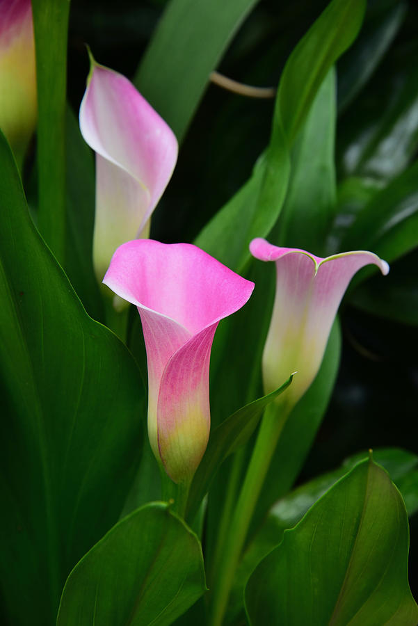 Pink Calla Lily 2 Photograph by Vince McCall - Fine Art America