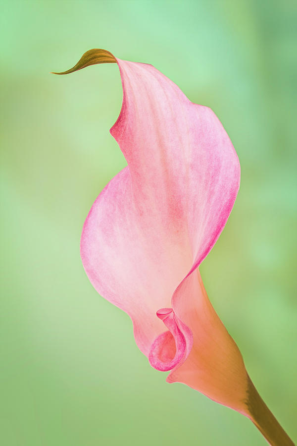 Pink Calla Lily Photograph by Elvira Peretsman