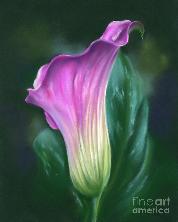Pink Calla Lily Flower Painting by MM Anderson