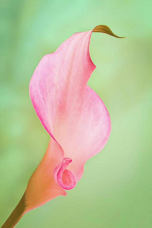 Pink Calla Lily On Green Photograph by Elvira Peretsman