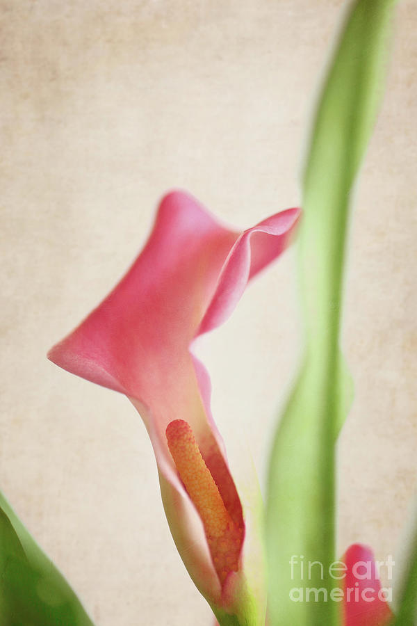Pink Calla Lily Photograph by Stephanie Frey