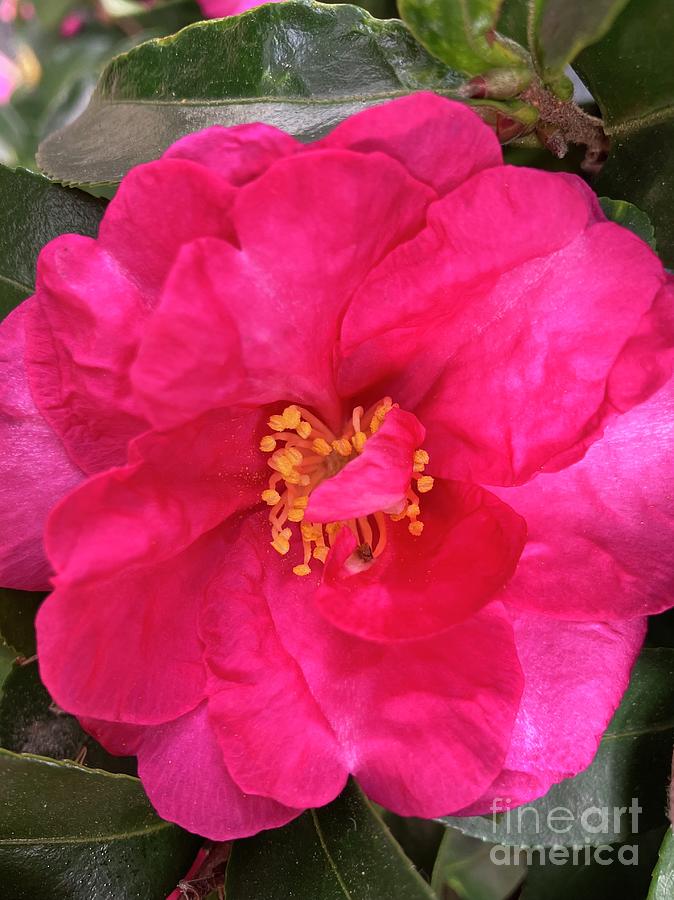 Pink Camellia 2023 Photograph by Eunice Warfel