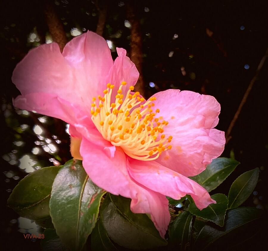Pink  Camellia  Aglow Photograph by VIVA Anderson