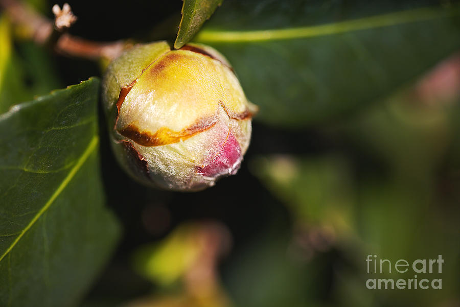 Pink Camellia Bud  Photograph by Joy Watson
