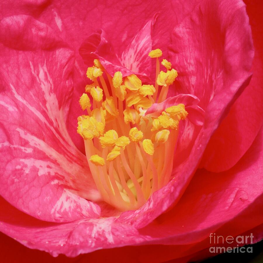Pink Camellia Closeup Square Photograph by Carol Groenen