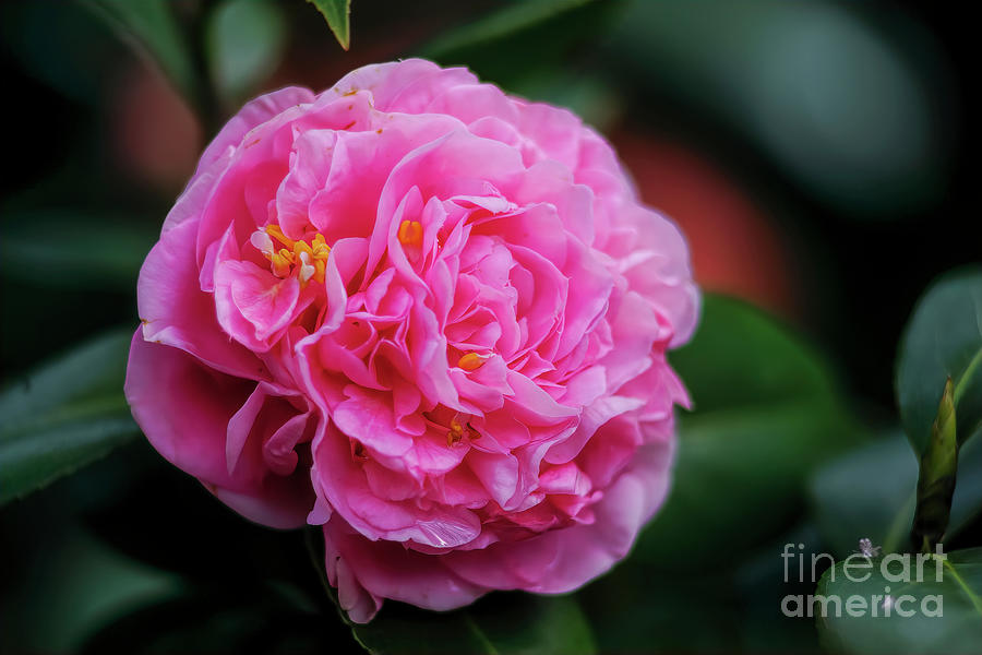 Pink Camellia Photograph by Felix Lai