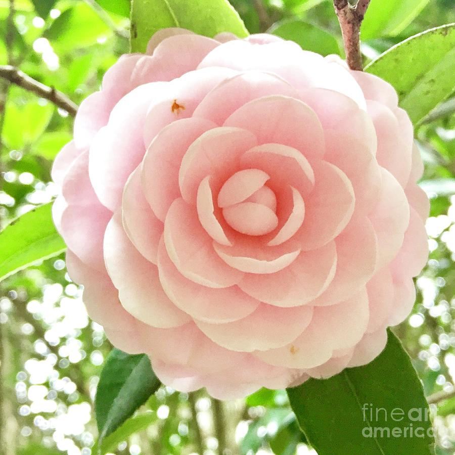 Pink Camellia Photograph by Flavia Westerwelle