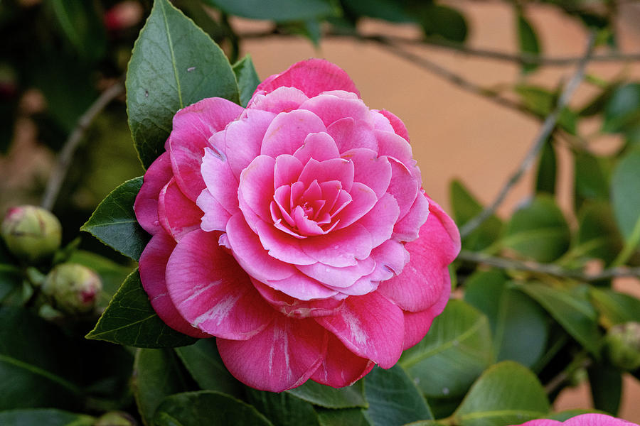 Pink Camellia in bloom Photograph by J Scott Fulton - Fine Art America