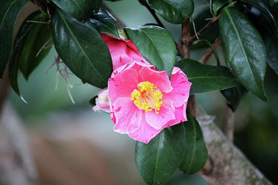 Pink Camellia Japonica Photograph by Cynthia Guinn