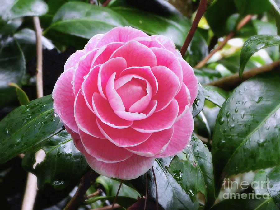 Pink Camellia Photograph