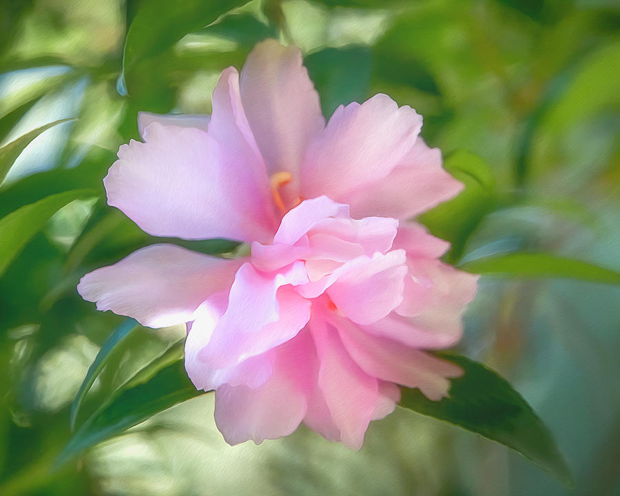 Pink Camellia Photograph by Teresa Wilson