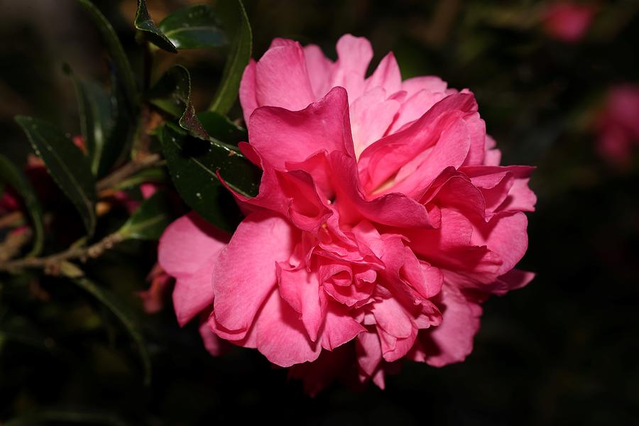 Camellia V Photograph by Mingming Jiang
