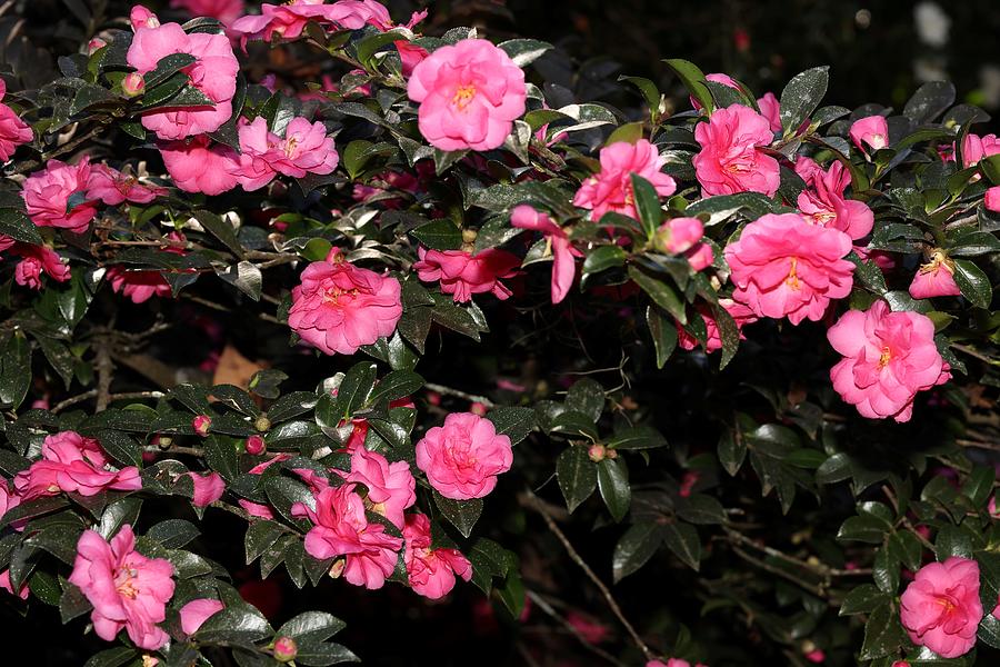 Camellia VII Photograph by Mingming Jiang