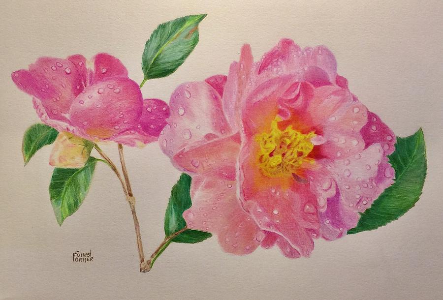 Flower Drawing - Pink Camellias by Forrest Fortier