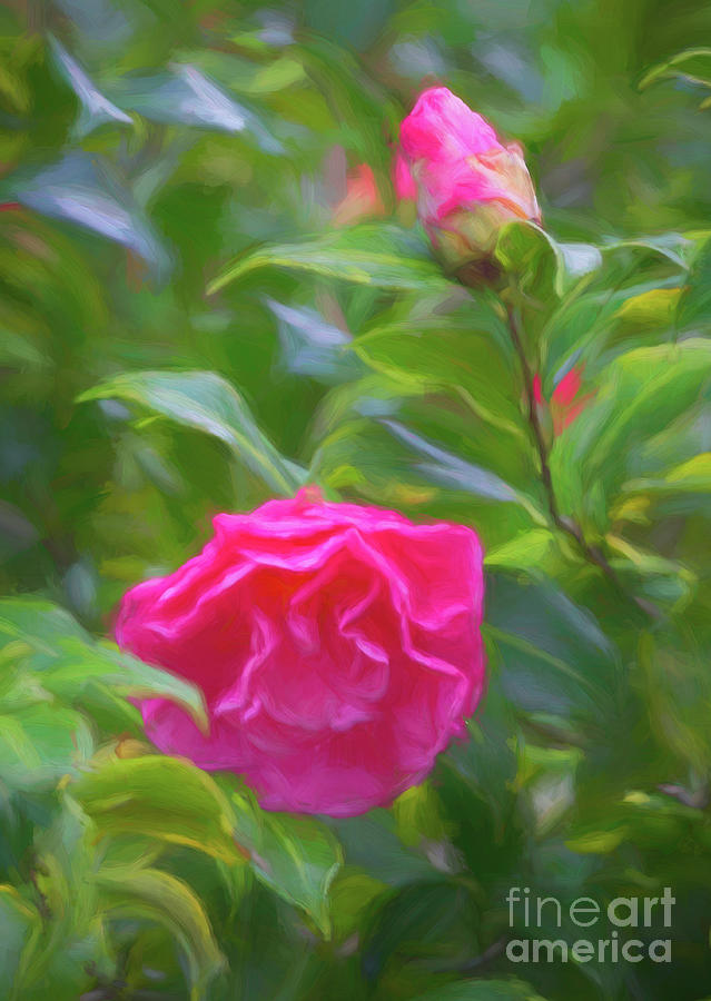Pink Camellias Photograph by Michelle Tinger