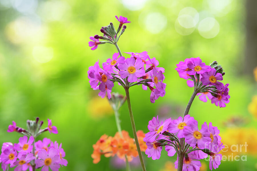 Pink Candelabra Primrose Flowers Photograph by Tim Gainey Pink Candelabra Primrose Flowers Photograph by Tim Gainey