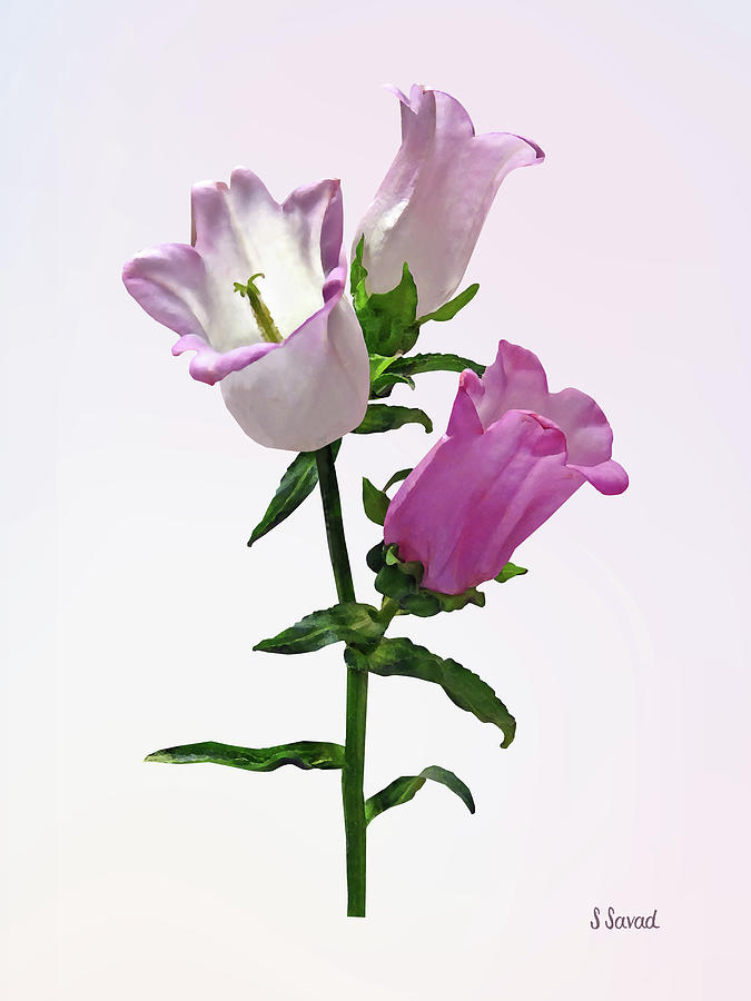 Flowers Still Life Photograph - Pink Canterbury Bells by Susan Savad