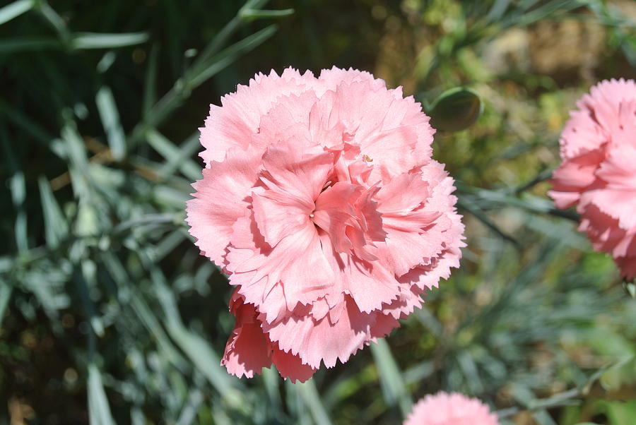 Pink Carnation 2 Photograph by Lynne Iddon - Fine Art America