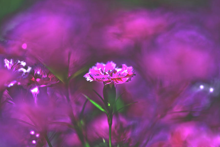 Pink Carnation Photograph