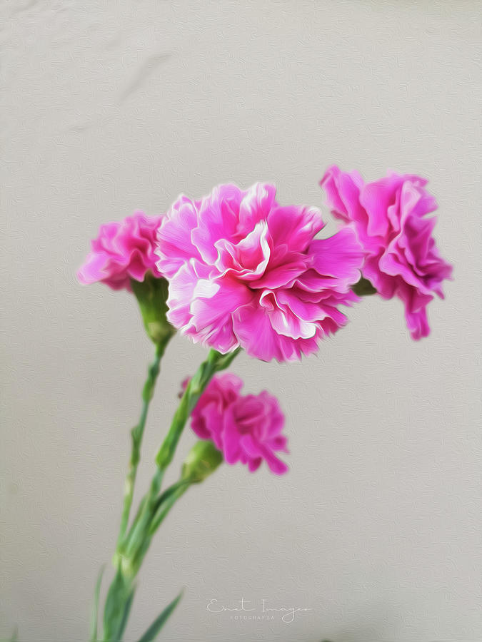 Pink Carnation Photograph by Enet images - Fine Art America