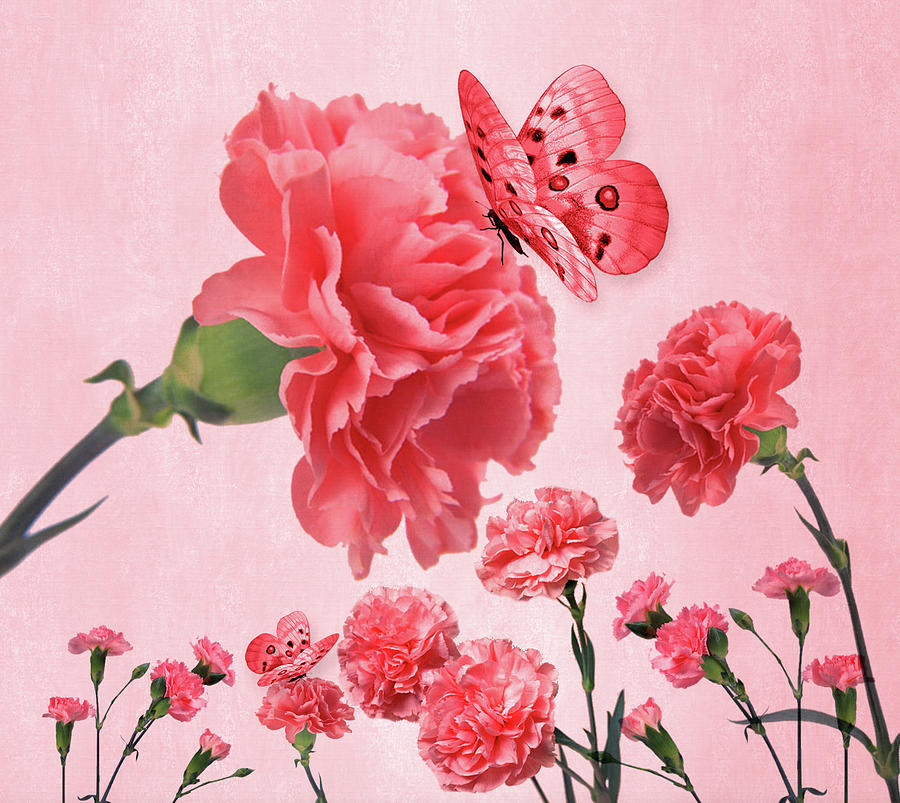 Pink Carnation Garden Digital Art by Doreen Erhardt