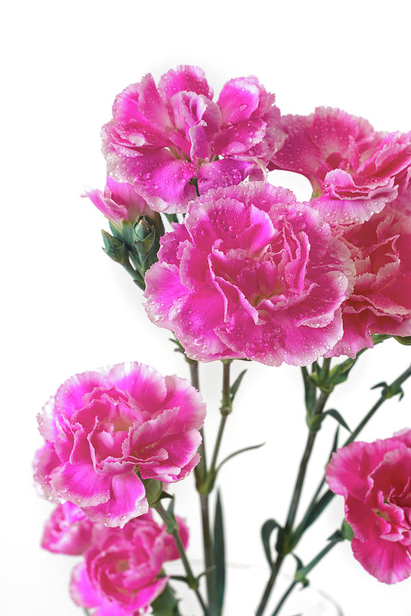 Pink Carnation Photo Art Photograph by Gwen Gibson