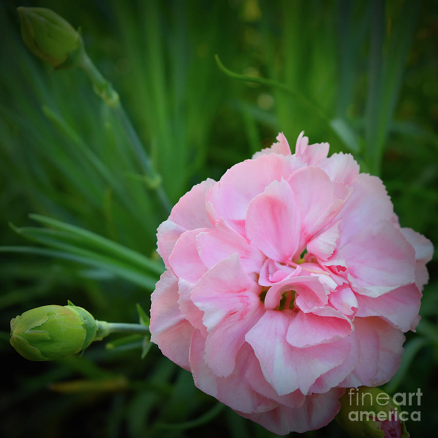 Pink Carnation with buds Photograph by Yvonne Johnstone