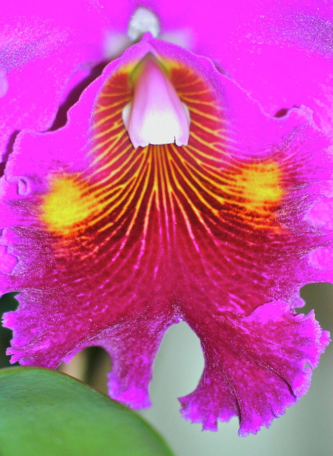 Orchid Photograph - Pink Cattleya  by Lehua Pekelo-Stearns