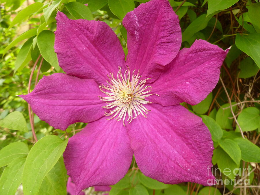 Pink Champagne Clematis Photograph by Lingfai Leung