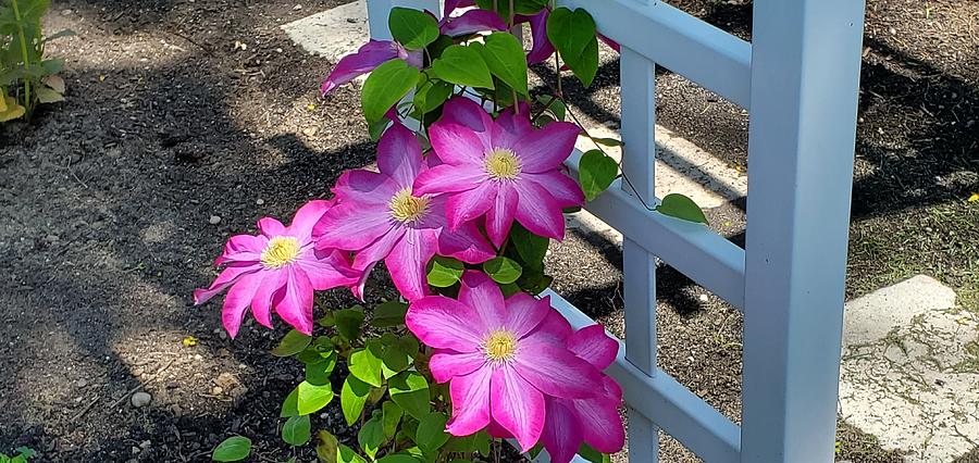 Pink Champagne Clematis Photograph by Stacie Siemsen