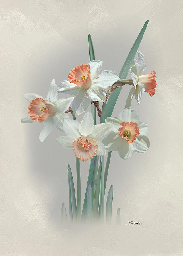 Flower Digital Art - Pink Charm Daffodils by Spadecaller